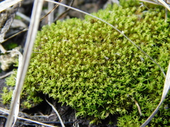 Weissia