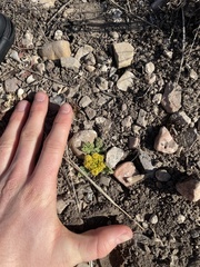 Cymopterus longipes