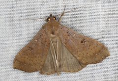 Rhapsa suscitatalis