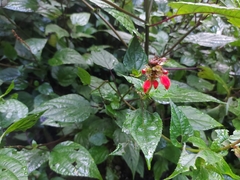 Salvia melissiflora
