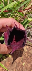Stapelia leendertziae