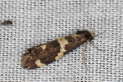 Lepidoscia tyrobathra