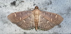 Herpetogramma