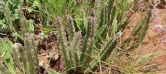 Stapelia leendertziae