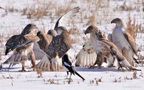 Ferruginous Hawk photographed in Colorado