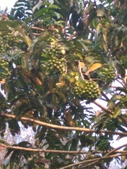 Duabanga grandiflora