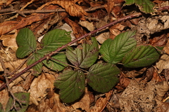 Rubus tuberculatus