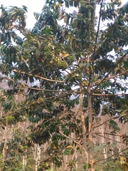 Duabanga grandiflora