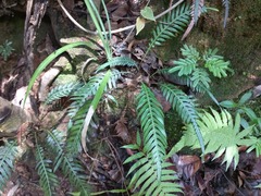 Blechnum attenuatum