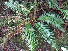 Blechnum attenuatum