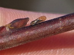 Cacopsylla saliceti
