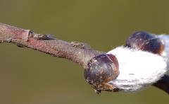 Cacopsylla saliceti