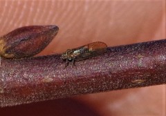 Cacopsylla saliceti