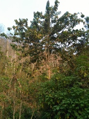 Duabanga grandiflora