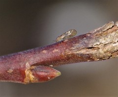 Cacopsylla saliceti