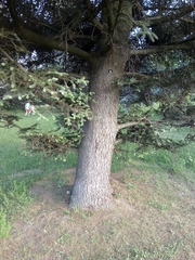 Abies pinsapo