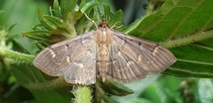 Herpetogramma