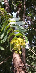 Duabanga grandiflora