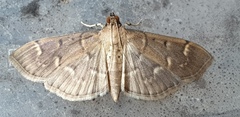 Herpetogramma