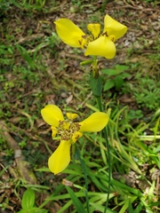 Trimezia martinicensis