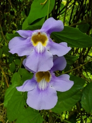 Thunbergia laurifolia