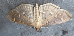 Herpetogramma