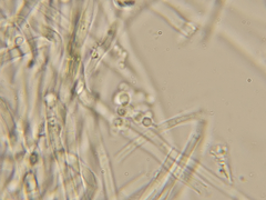 Beauveria bassiana