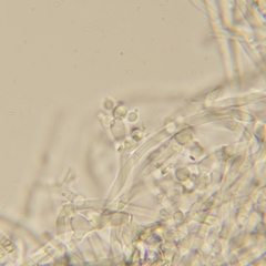 Beauveria bassiana