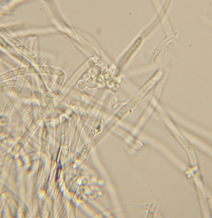 Beauveria bassiana