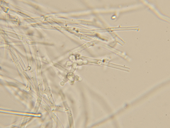 Beauveria bassiana