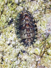 Lepidochitona cinerea