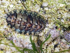 Lepidochitona cinerea