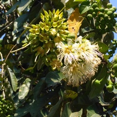 Duabanga grandiflora
