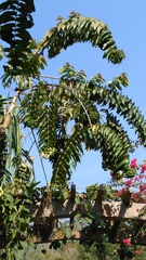 Duabanga grandiflora