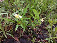 Clematis villosa