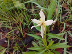Clematis villosa