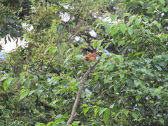 Thamnophilus doliatus
