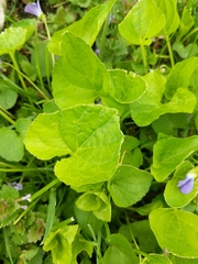 Viola sororia
