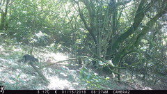 Cercopithecus mitis erythrarchus