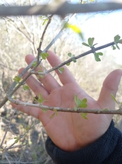 Citharexylum brachyanthum