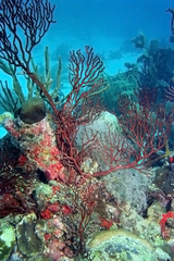 Iciligorgia schrammi