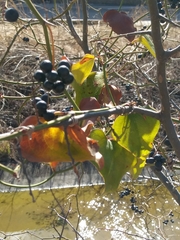 Smilax bona-nox