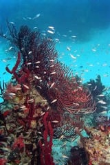 Iciligorgia schrammi