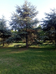 Cedrus atlantica