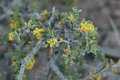 Pimelea serpyllifolia serpyllifolia