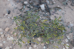Pimelea serpyllifolia serpyllifolia