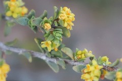 Pimelea serpyllifolia serpyllifolia