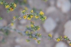 Pimelea serpyllifolia serpyllifolia