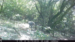 Cercopithecus mitis erythrarchus