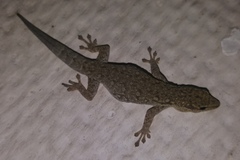 Lygodactylus chobiensis